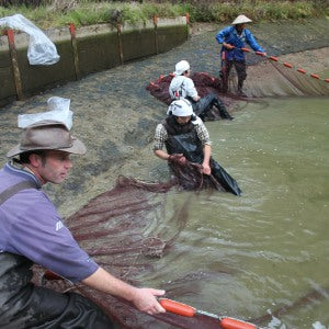 Mark’s Japan trip November 2011 – part one – Cuttlebrook Koi Farm