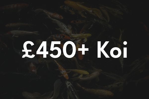 Visit Us – Cuttlebrook Koi Farm