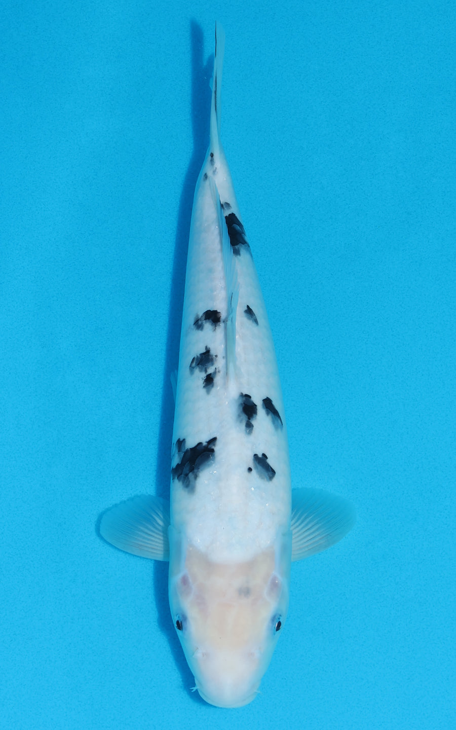Shiro Bekko - 33cm REF:19324