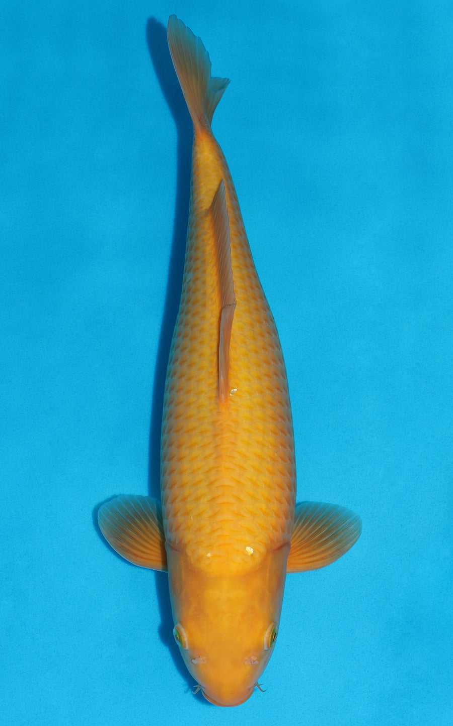 Mango Karashigoi - 46cm REF:466