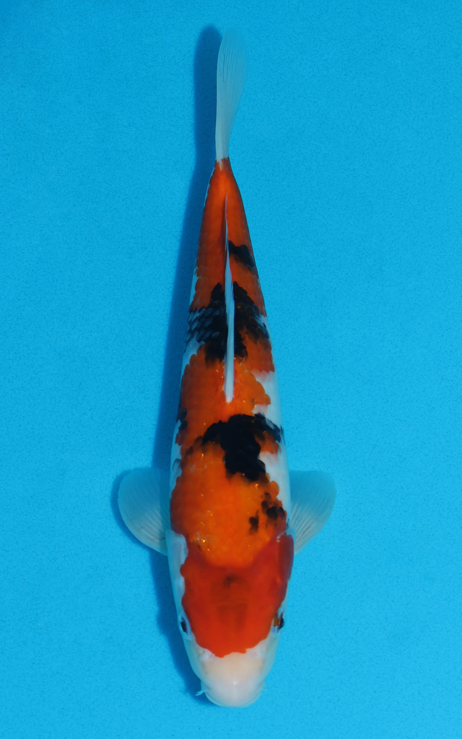 Sanke - 28cm REF:13012