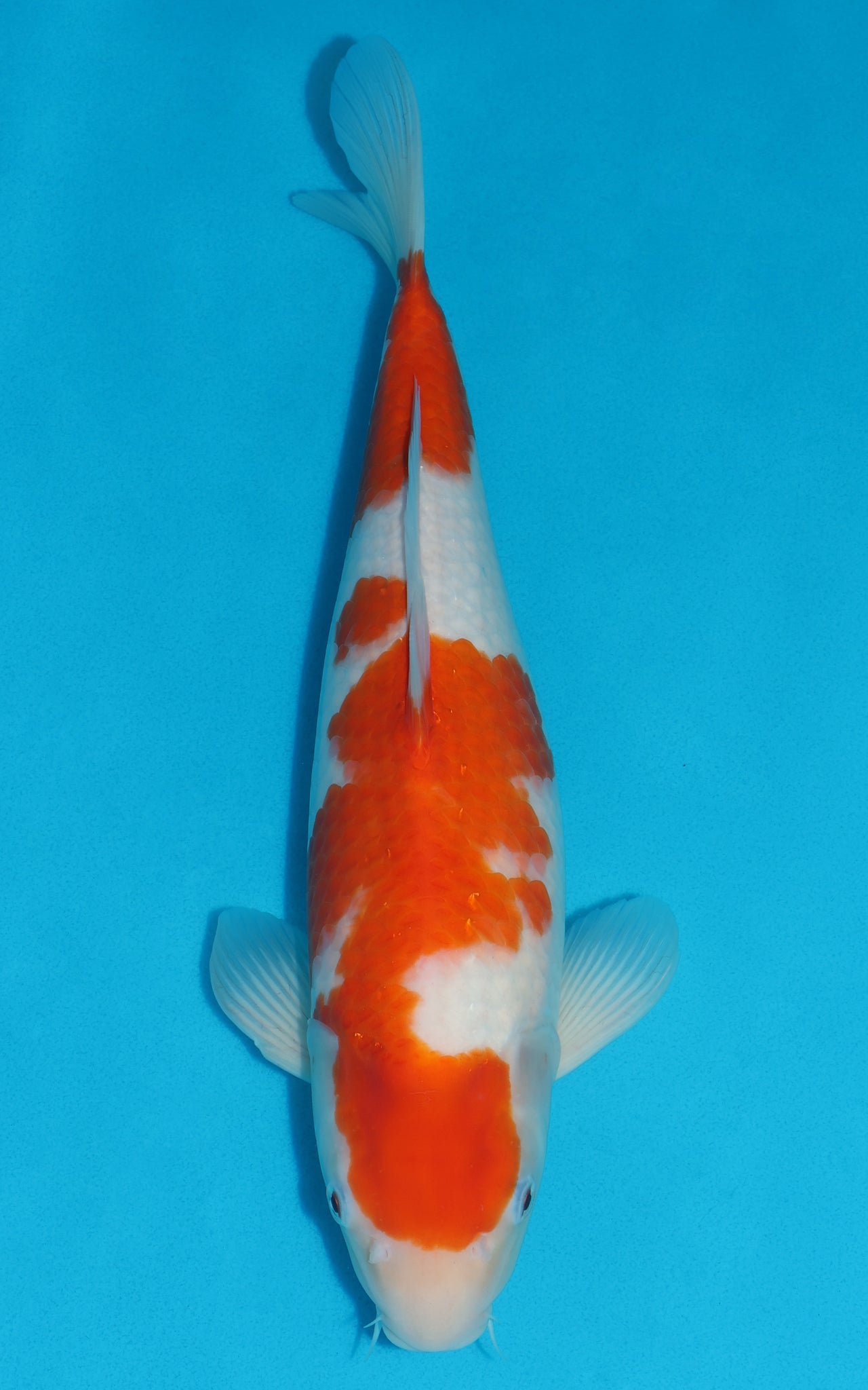 Kohaku - 41cm REF:29153