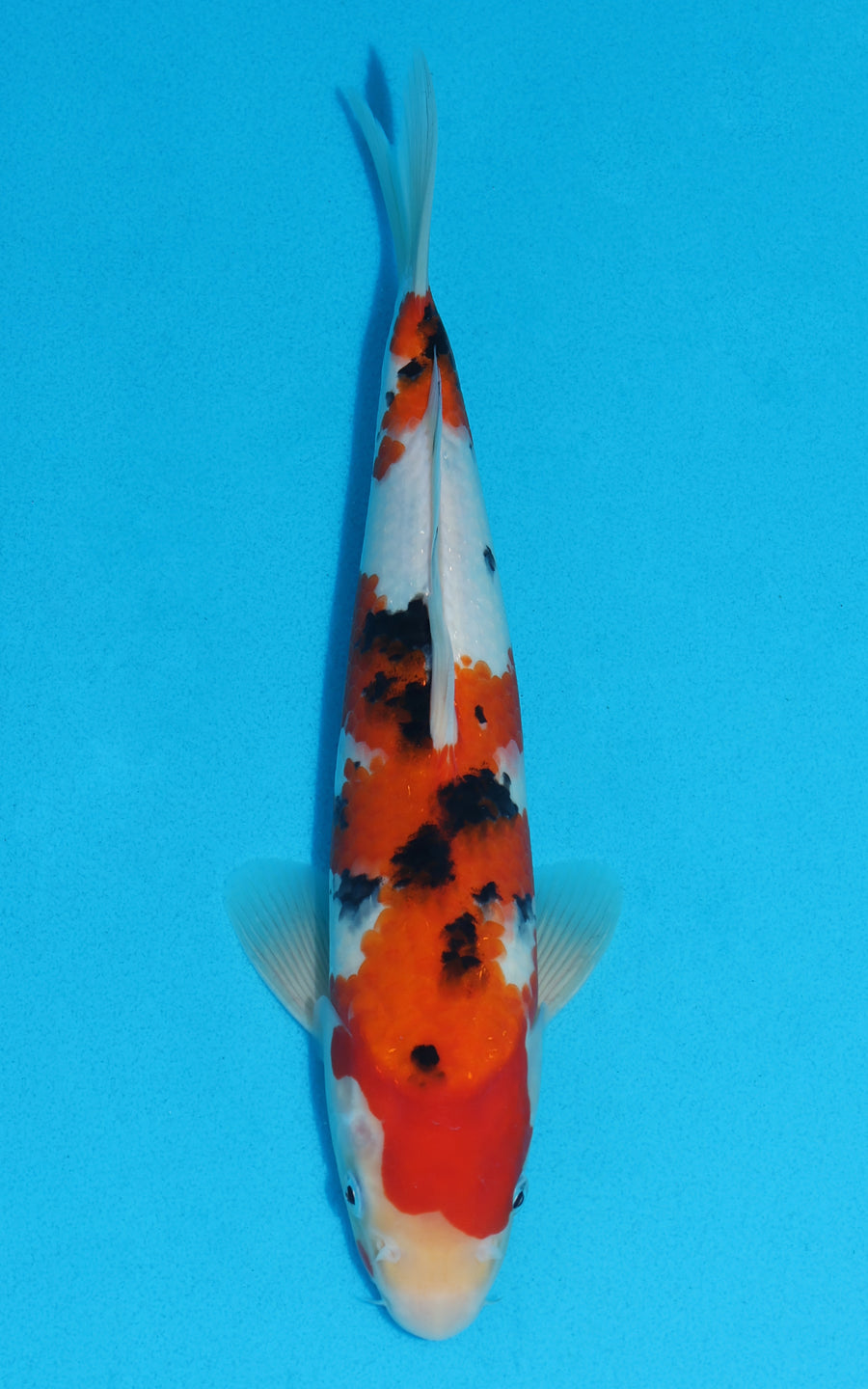 Sanke - 30cm REF:13013