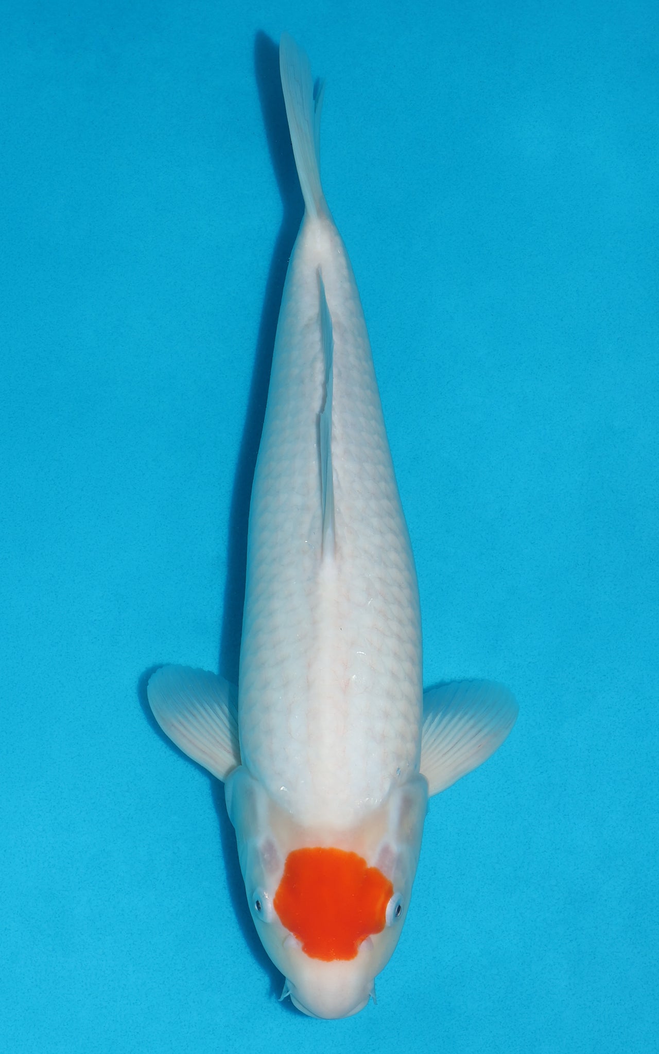 Tancho Kohaku - 41cm REF:39092