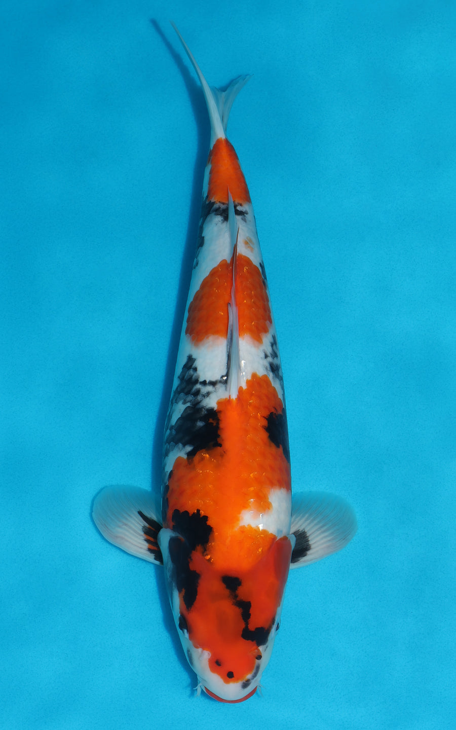 Showa - 42cm REF:39093