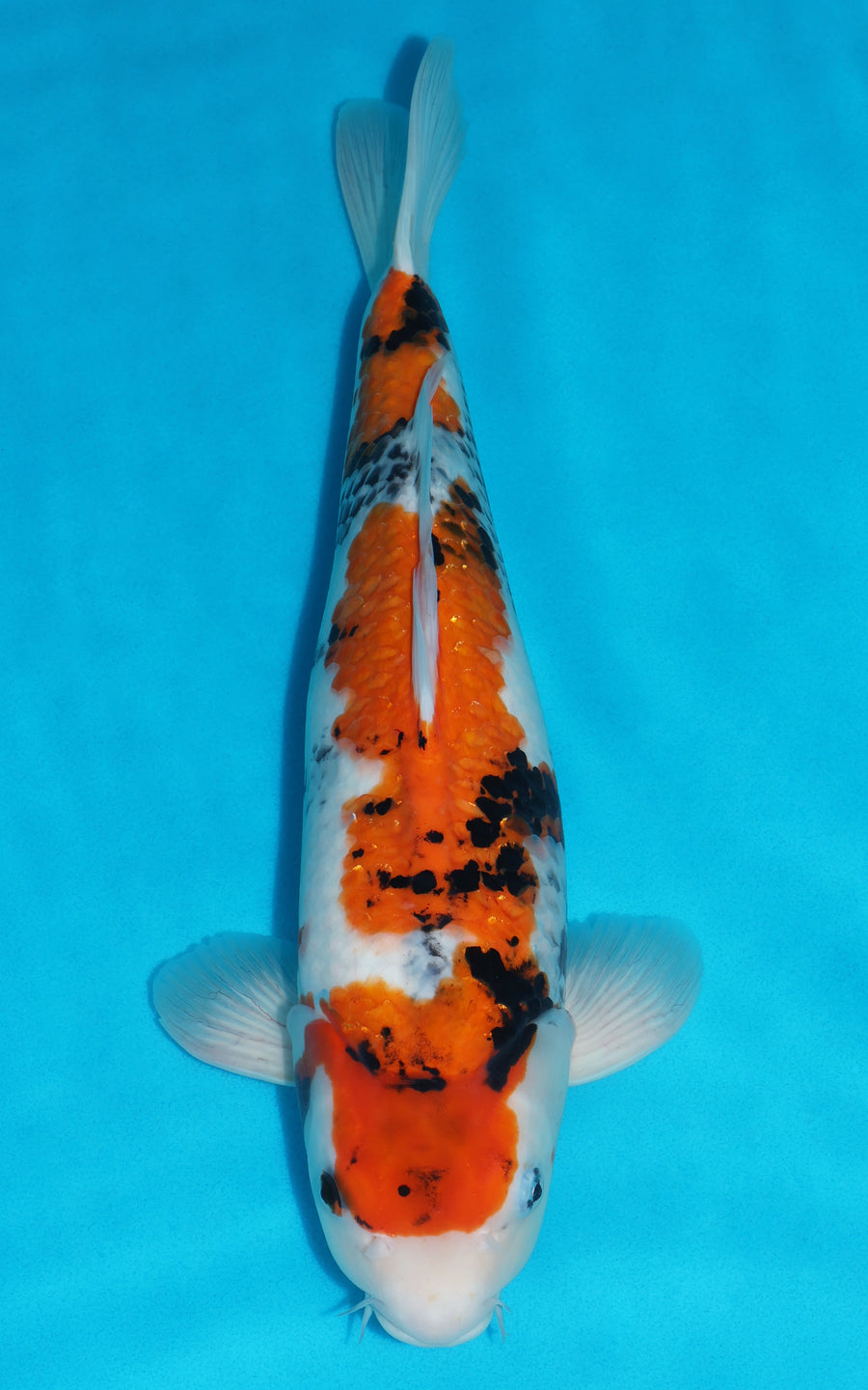 Showa - 45cm REF:39094