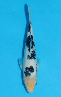 Thumbnail for Shiro Bekko - 26cm REF:13530