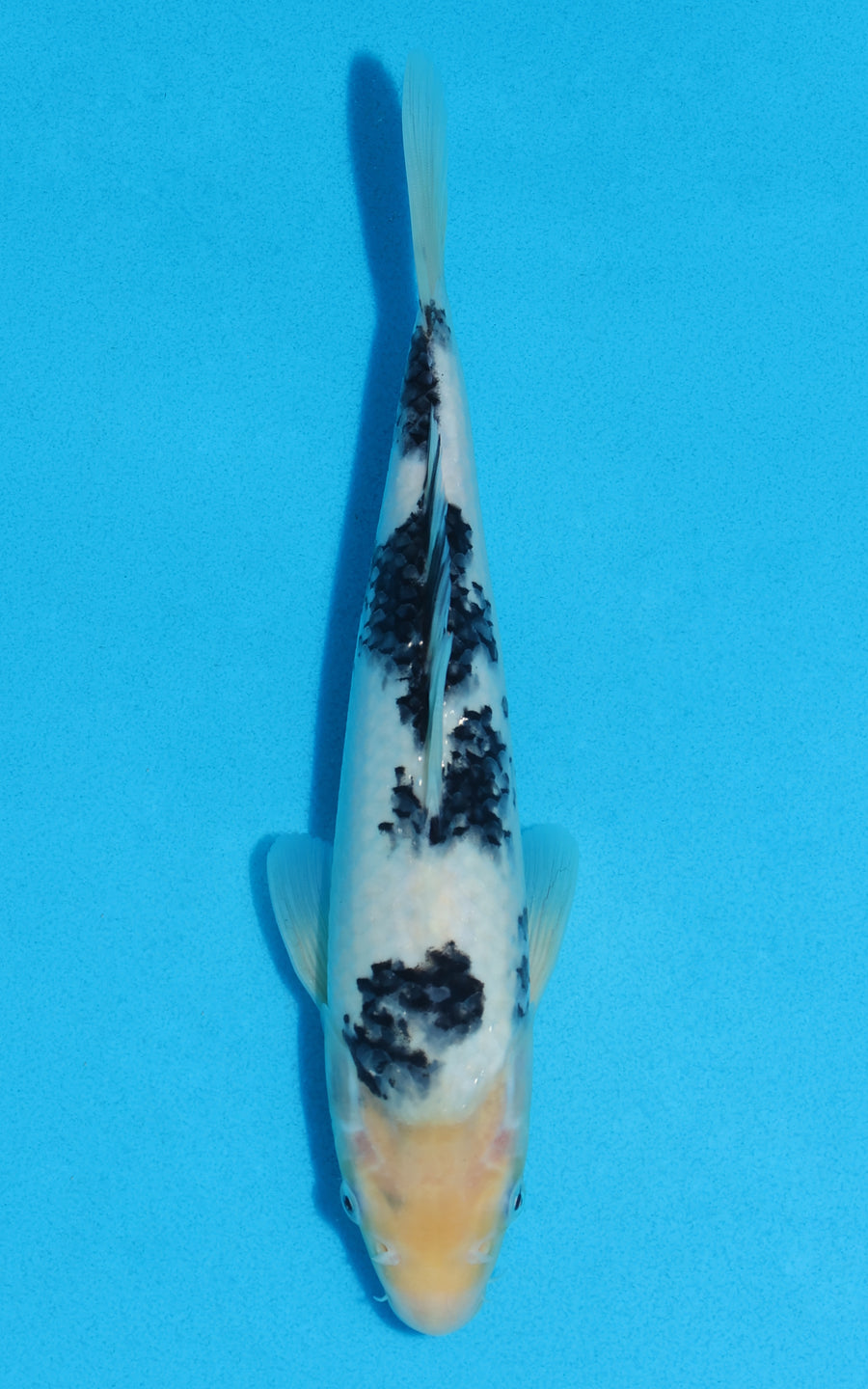 Shiro Bekko - 26cm REF:13530