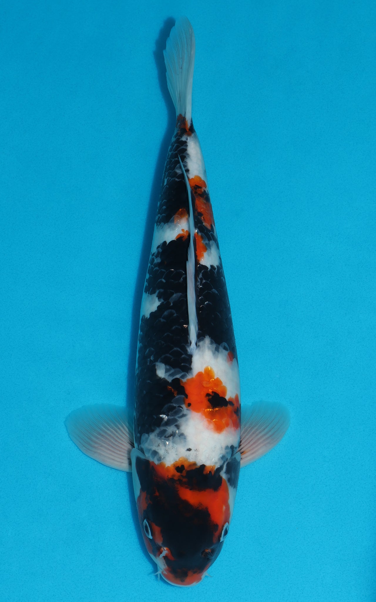 Showa - 41cm REF:39096