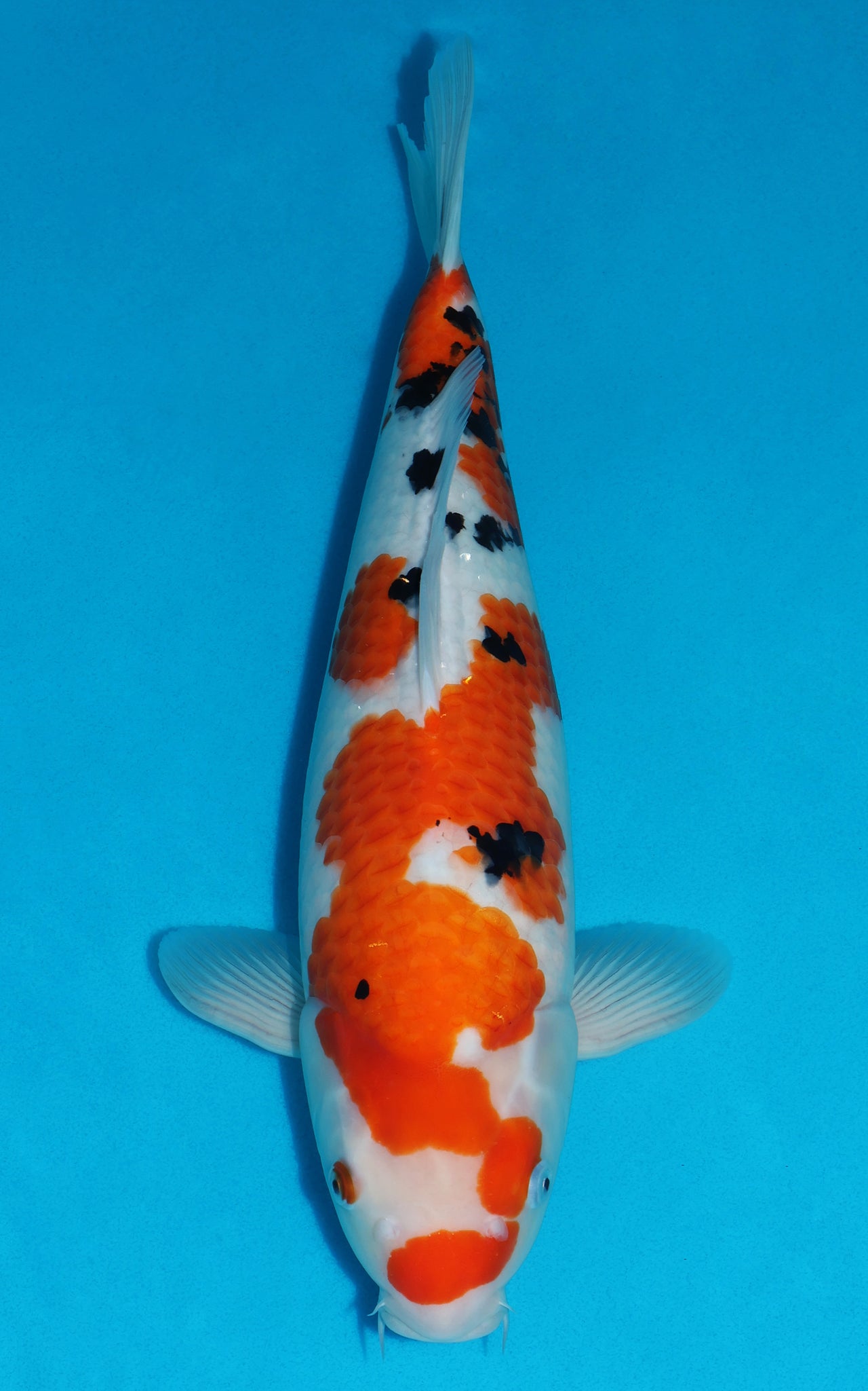 Sanke - 45cm REF:473