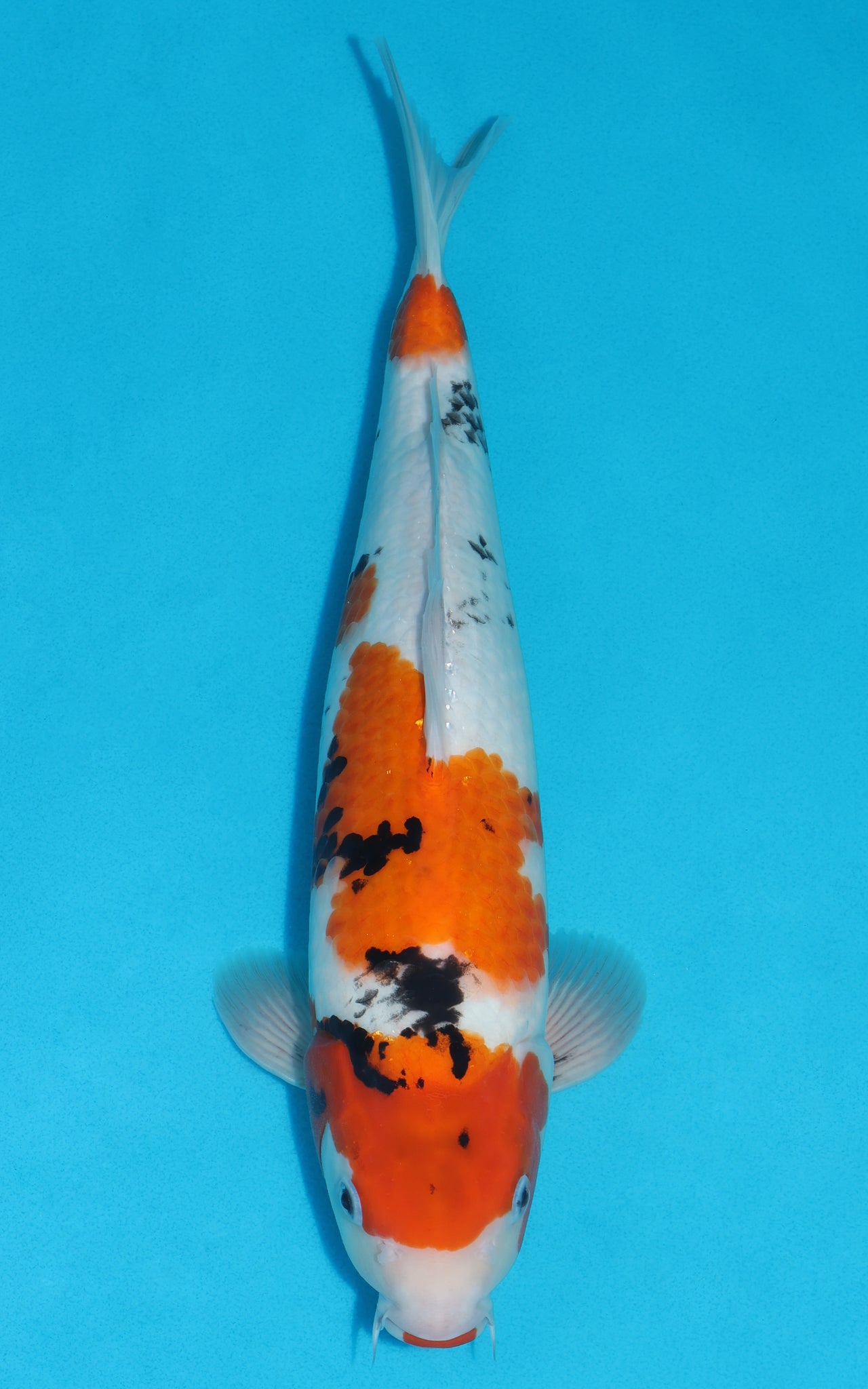 Showa - 40cm REF:29155