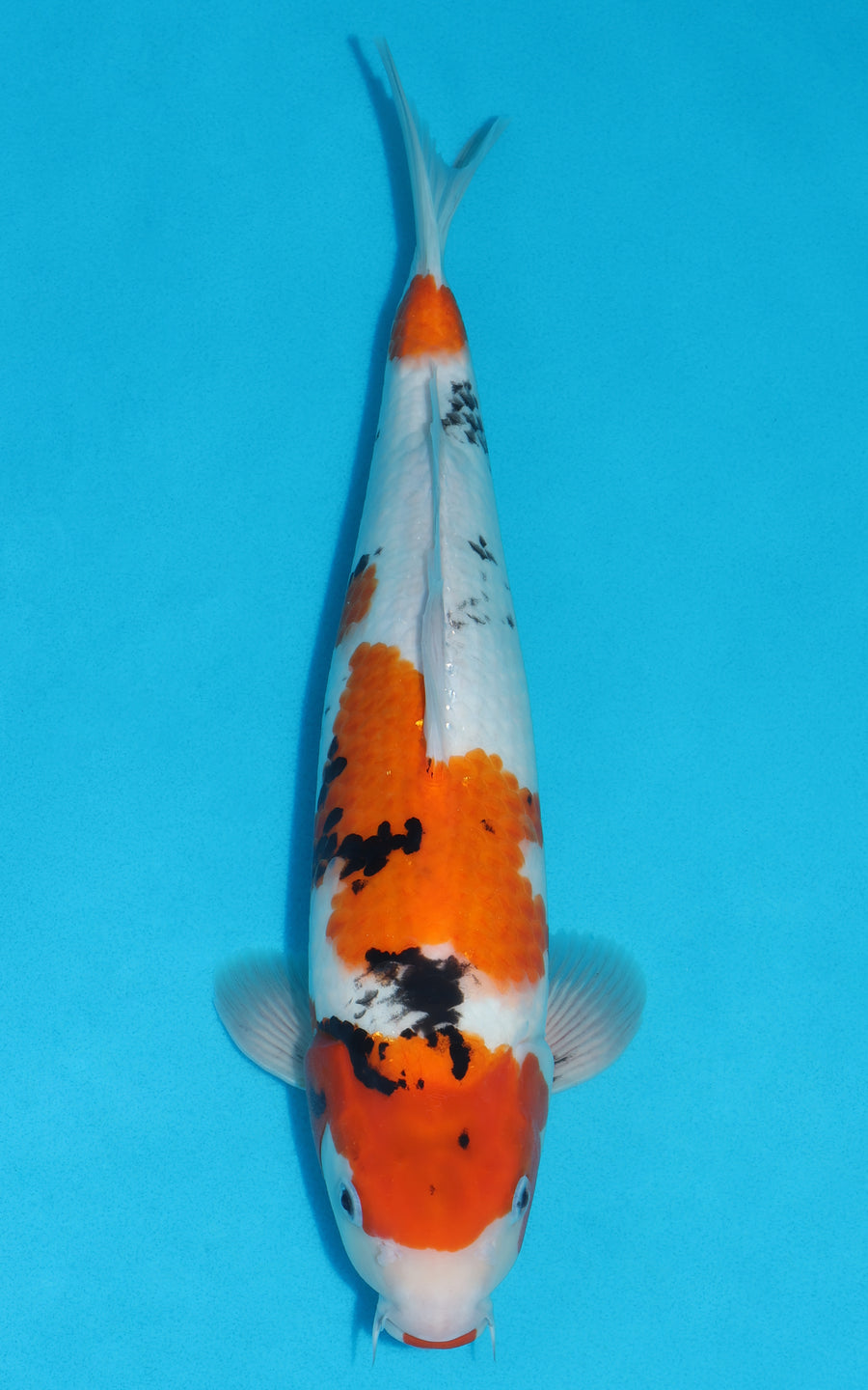 Showa - 40cm REF:29155