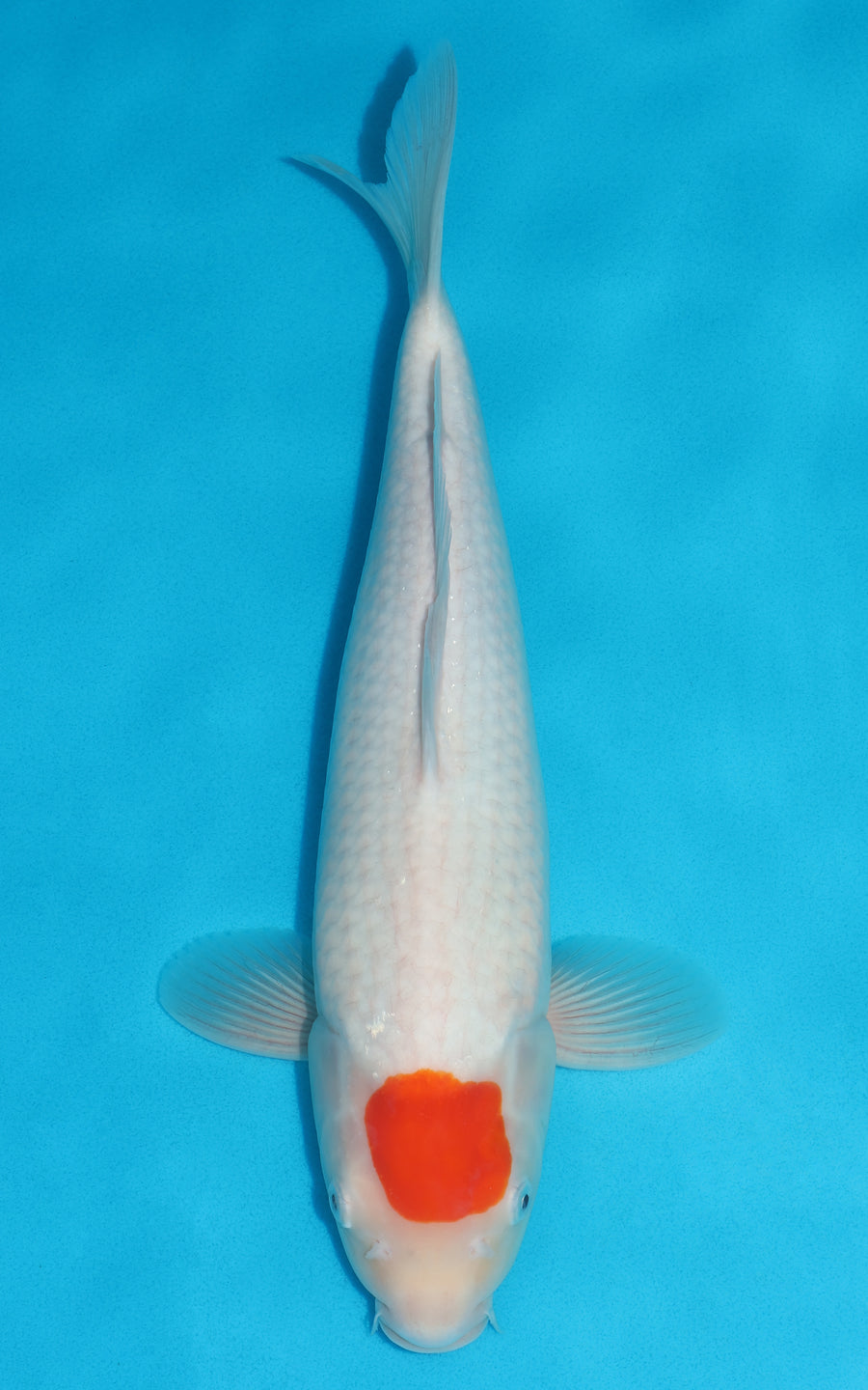 Tancho Kohaku - 39cm REF:39099