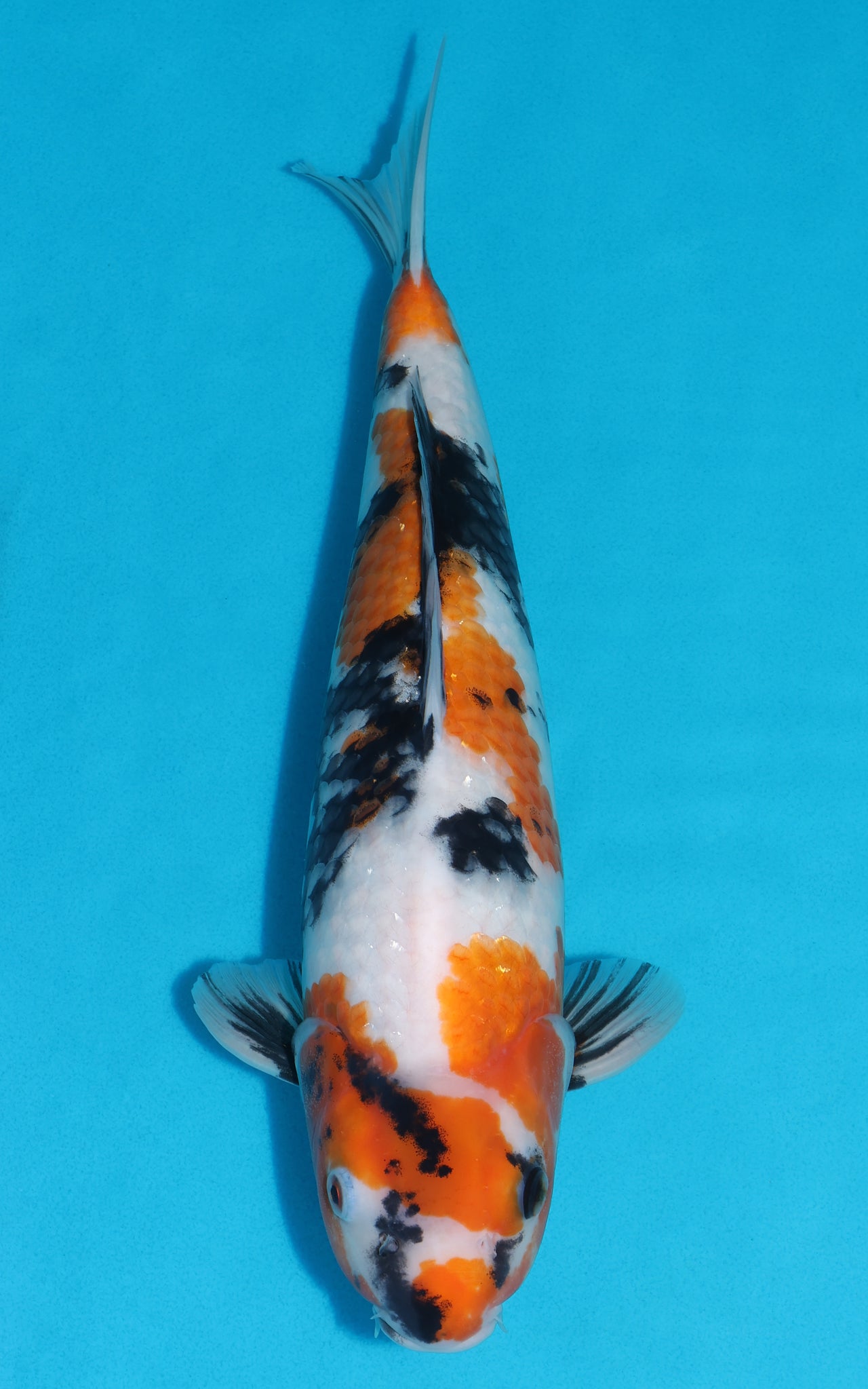 Showa - 40cm REF:39100