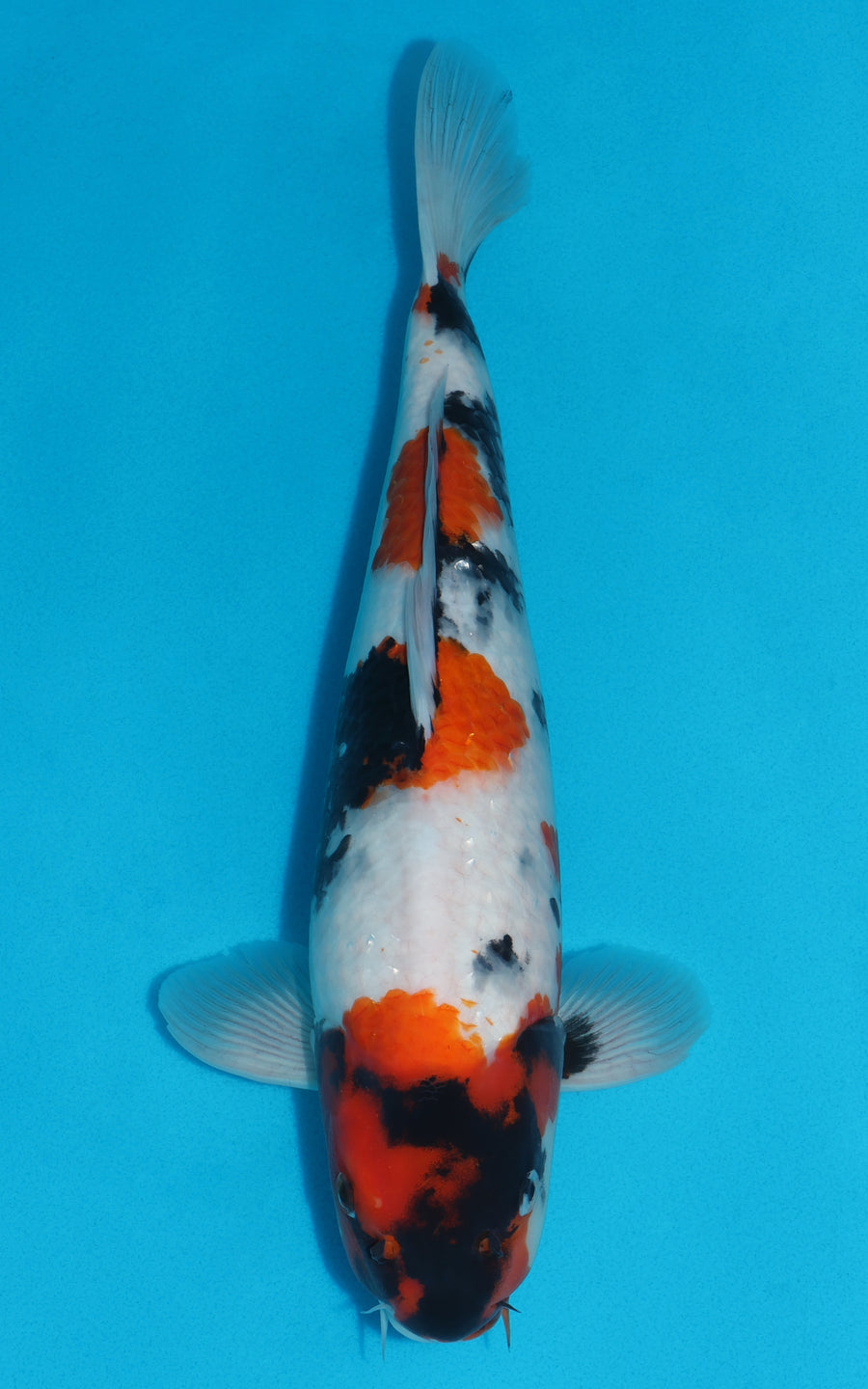 Showa - 41cm REF:39101
