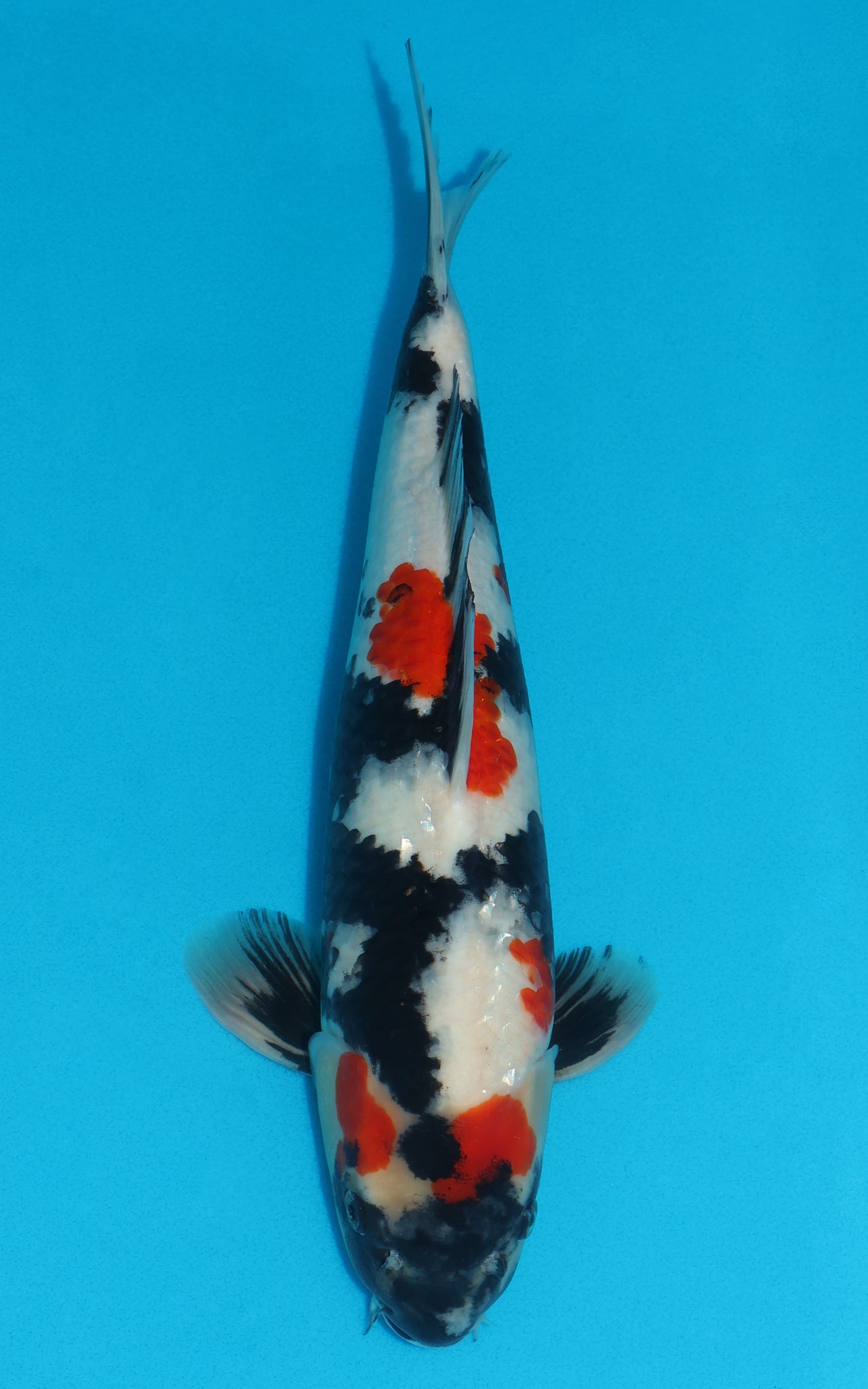 Showa - 40cm REF:476
