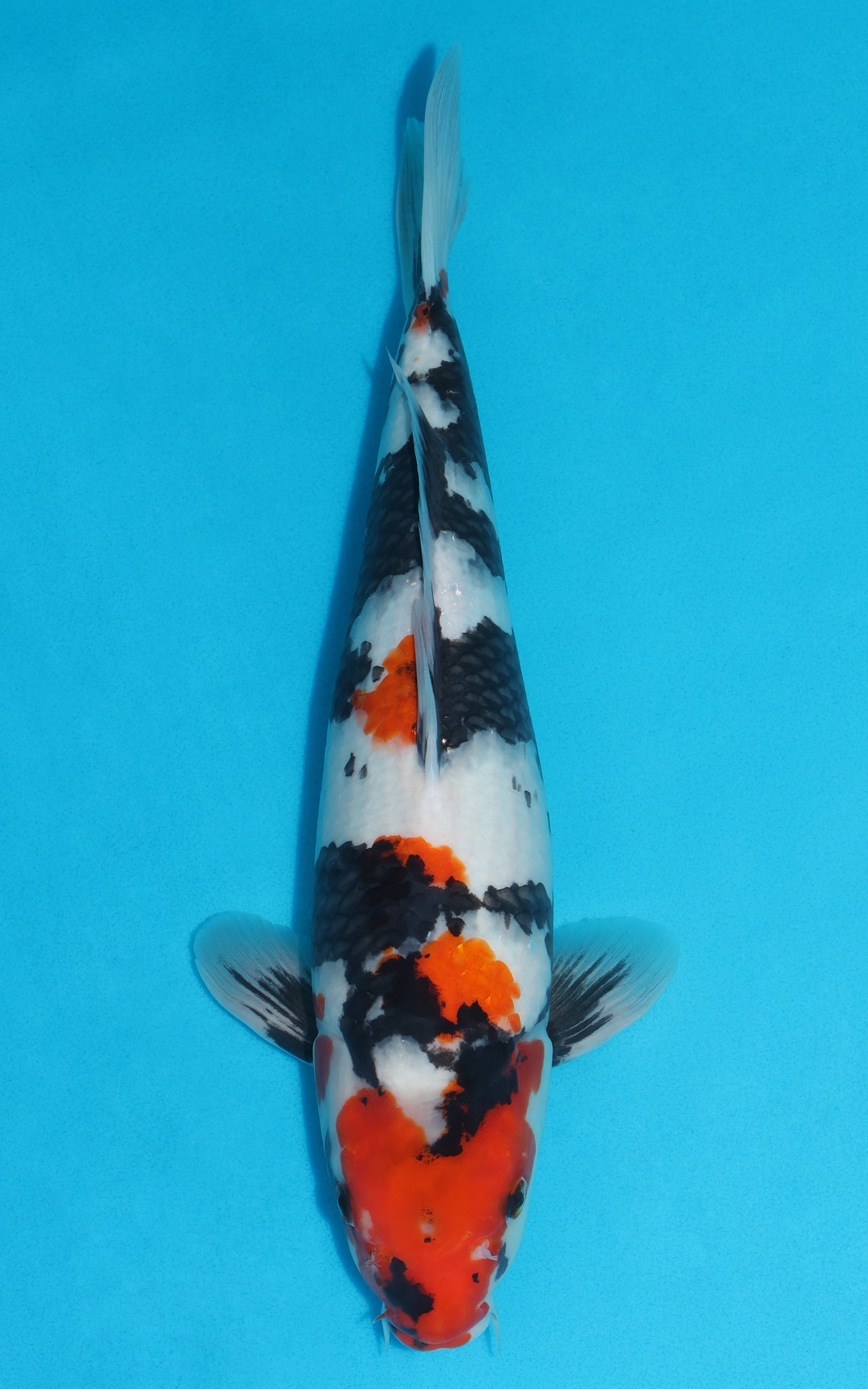 Showa - 40cm REF:478
