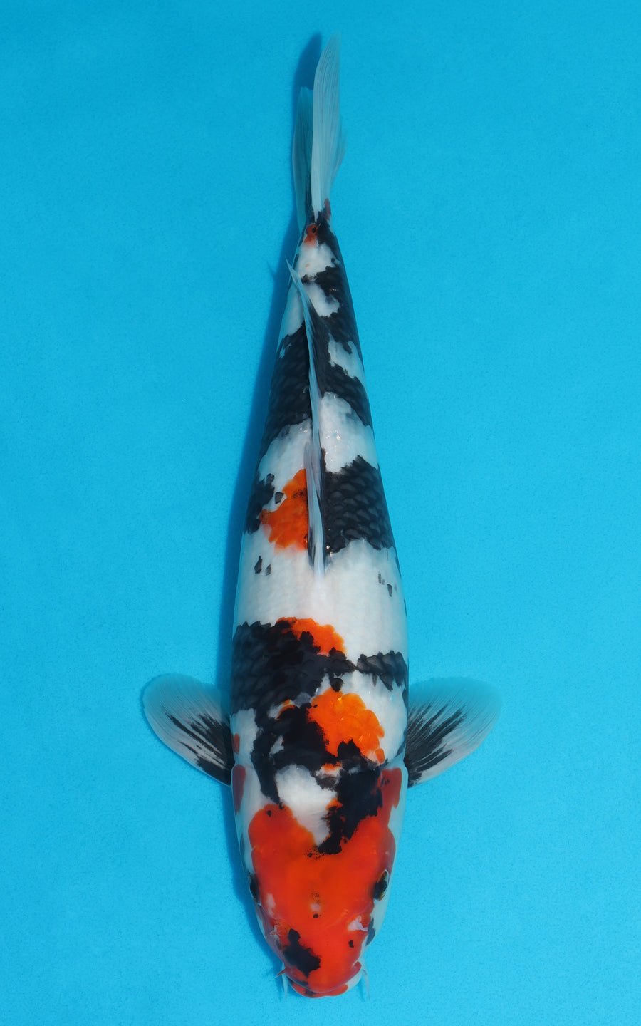 Showa - 40cm REF:478