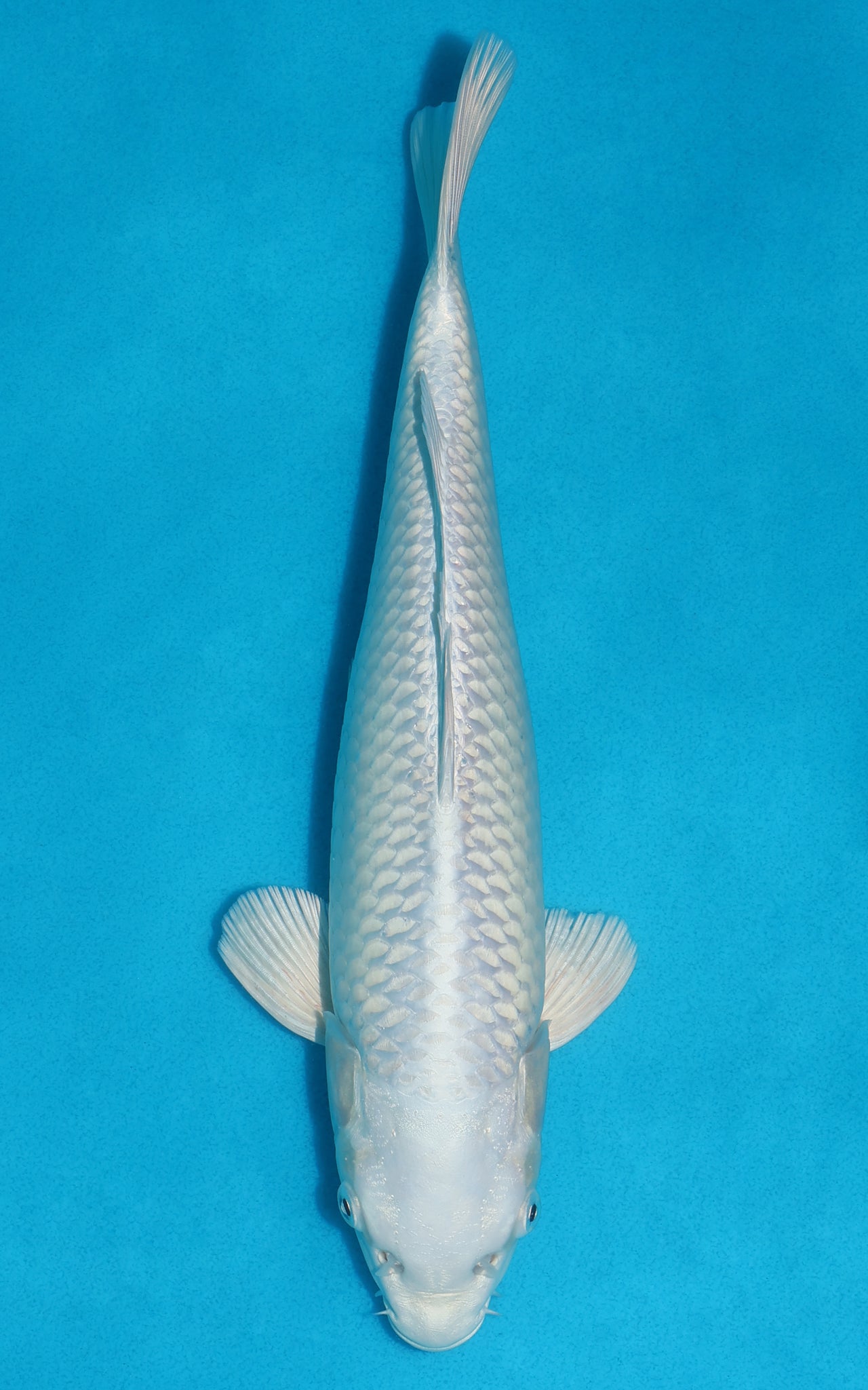 Platinum Ogon - 30cm REF:19372