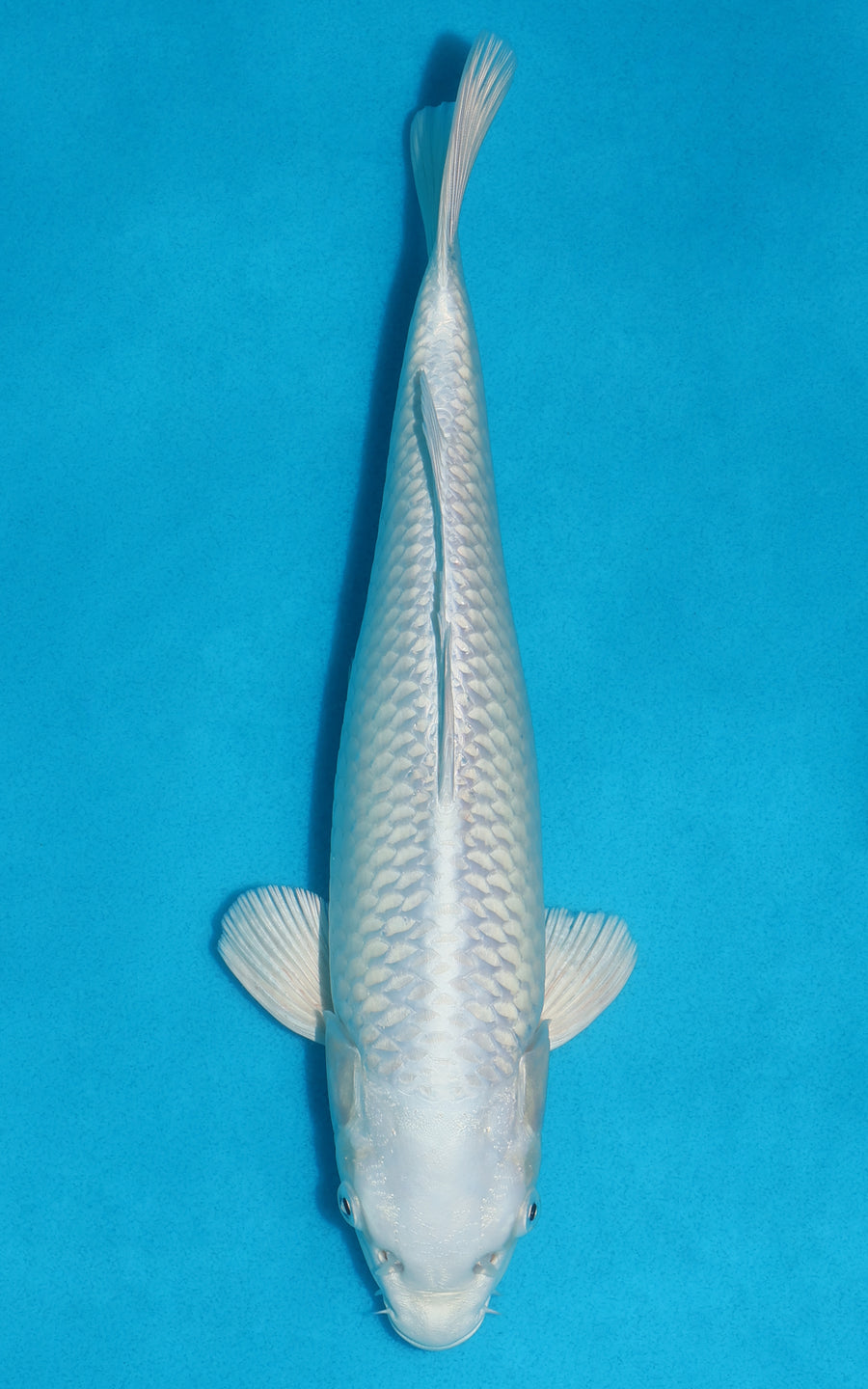 Platinum Ogon - 30cm REF:19372