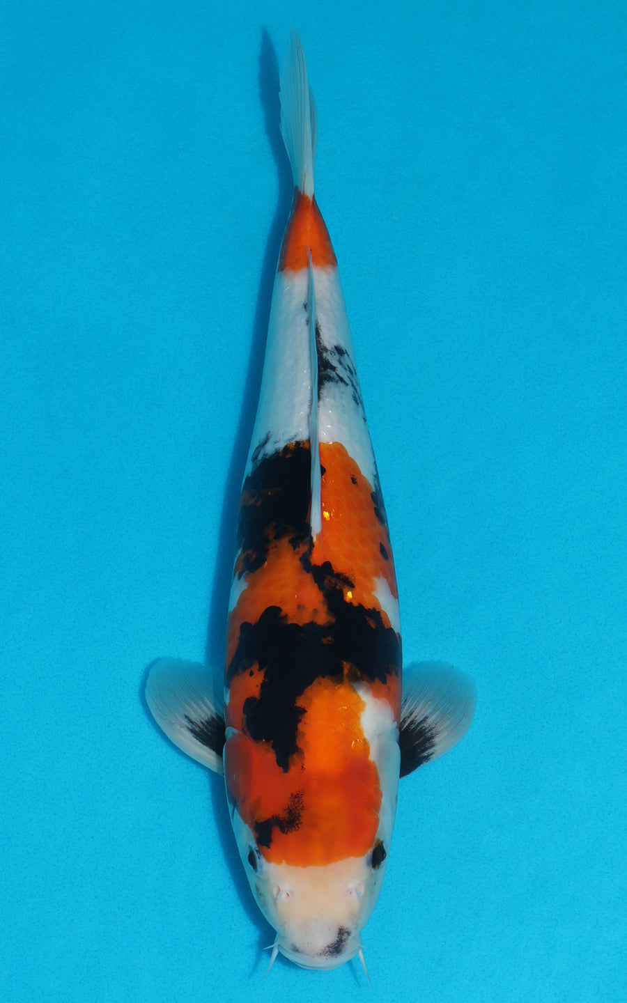 Showa - 37cm REF:29162