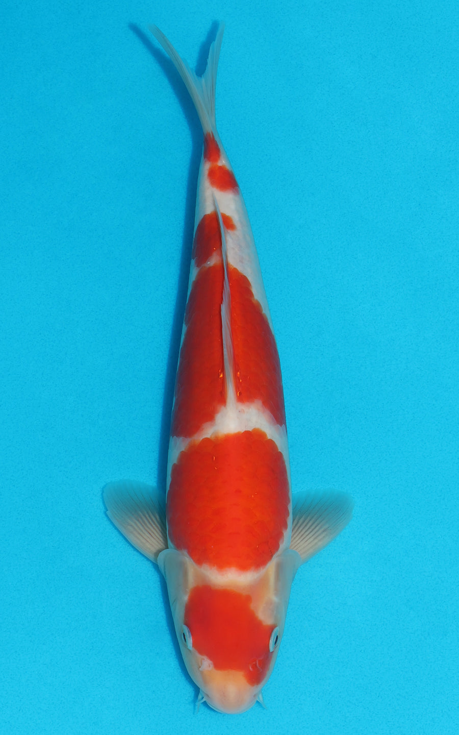 Maruten Kohaku - 33cm REF:19378