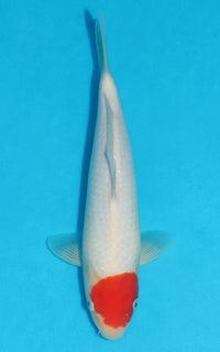 Thumbnail for Tancho Kohaku - 29cm REF:19373