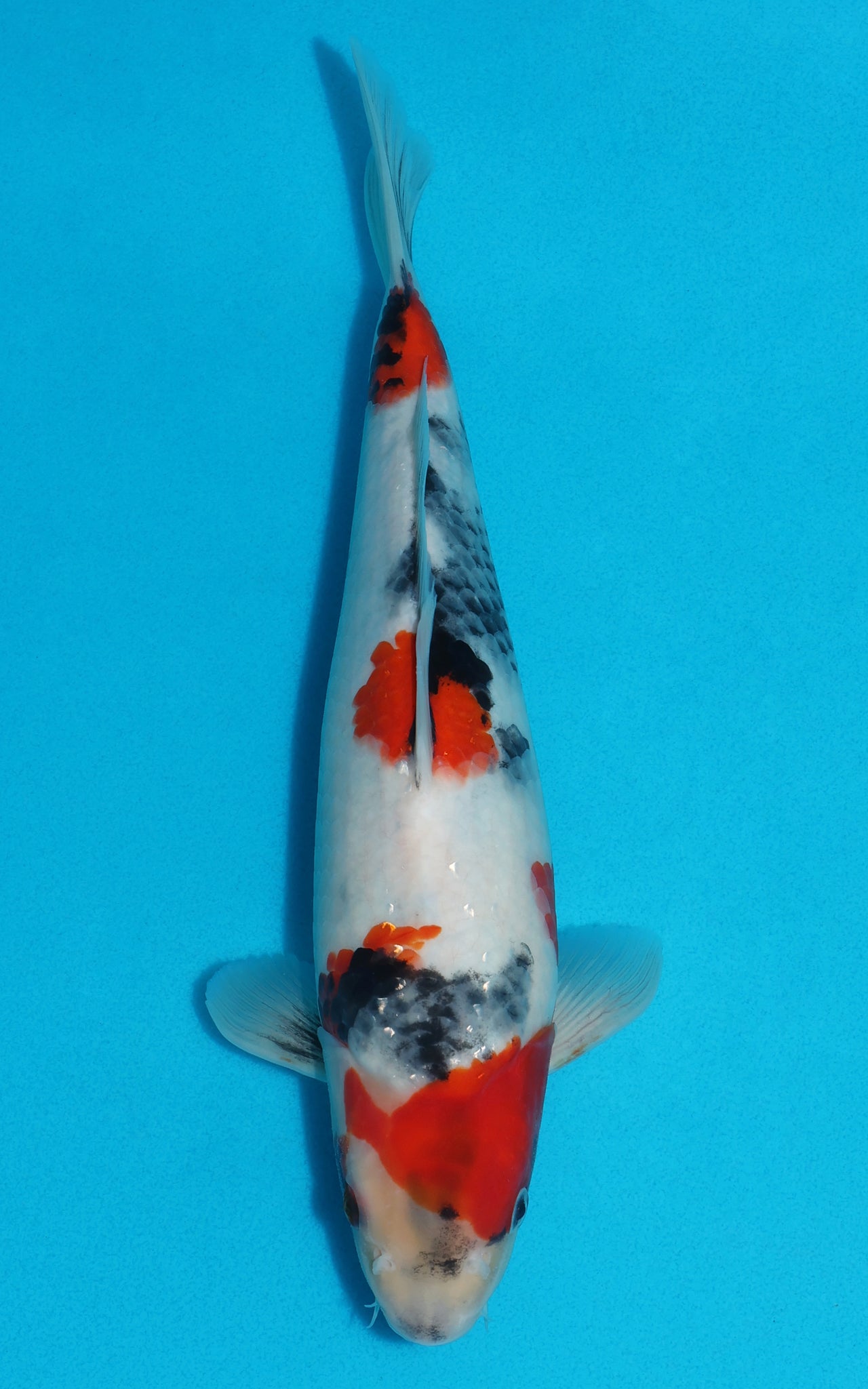 Showa - 33cm REF:19379