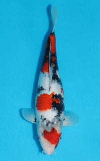 Thumbnail for Showa - 31cm REF:19381