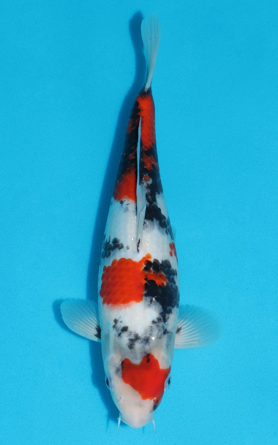 Showa - 31cm REF:19381