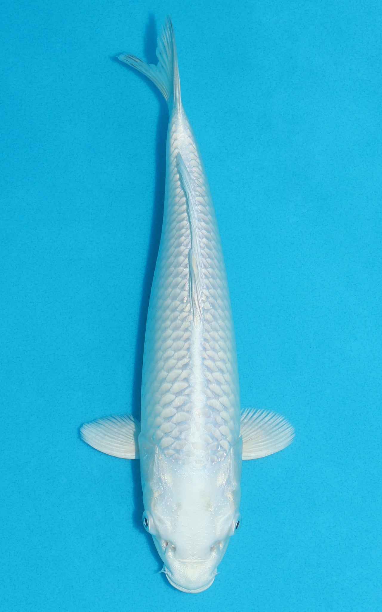 Platinum Ogon - 29cm REF:19374