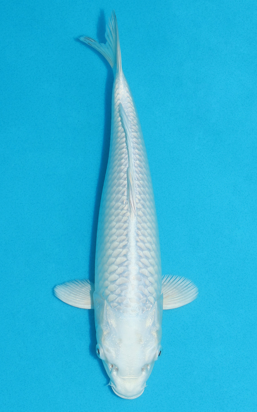 Platinum Ogon - 29cm REF:19374