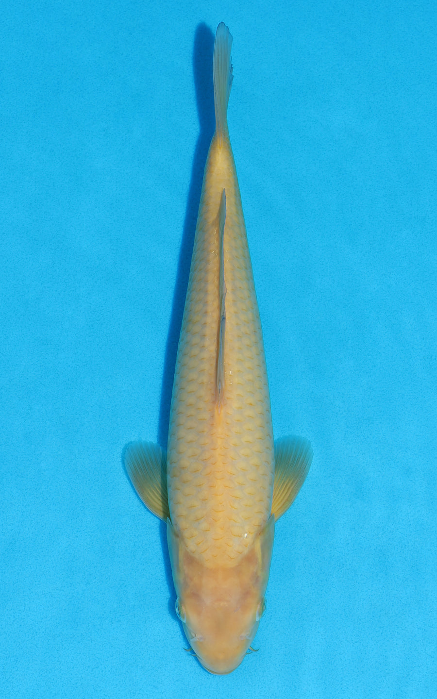 Karashigoi - 31cm REF:19383