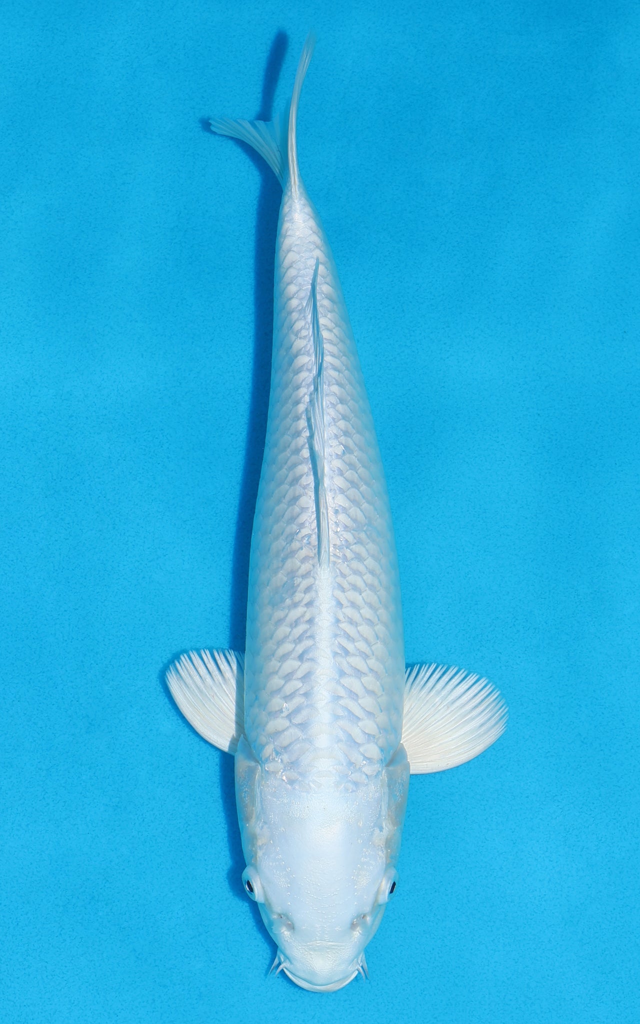 Platinum Ogon - 31cm REF:19384