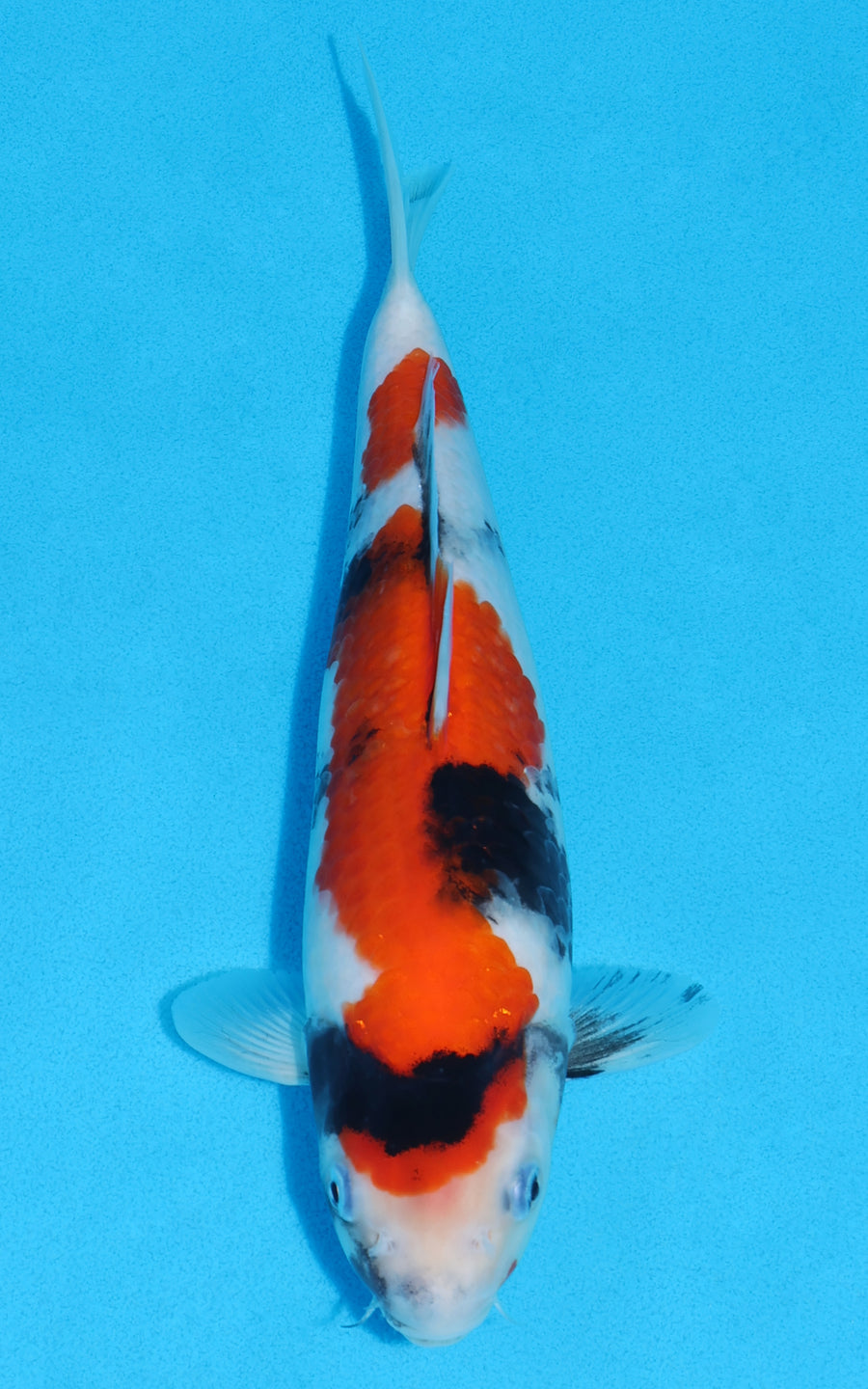 Showa - 29cm REF:19386