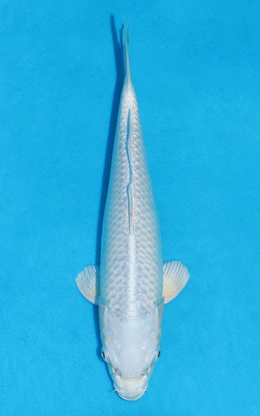 Platinum Ogon - 29cm REF:19390