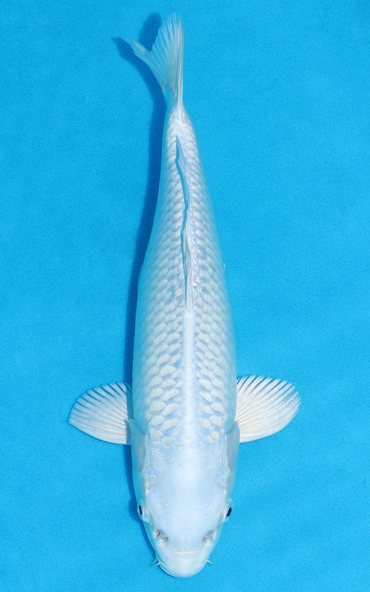Platinum Ogon - 30cm REF:19392
