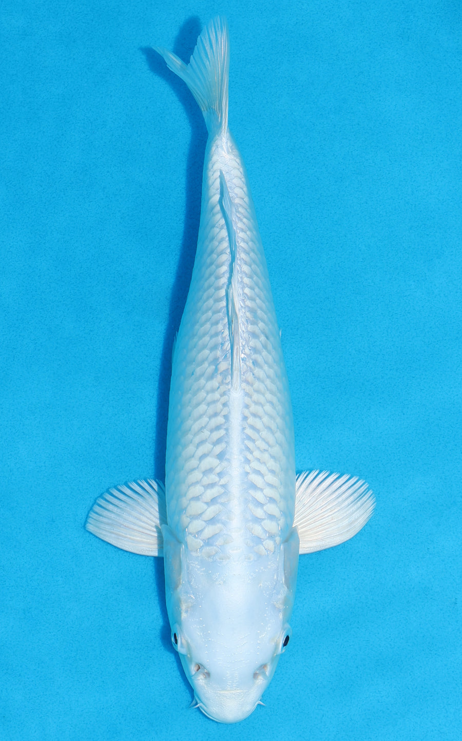 Platinum Ogon - 30cm REF:19392