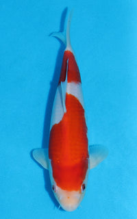 Thumbnail for Kohaku - 28cm REF:19393