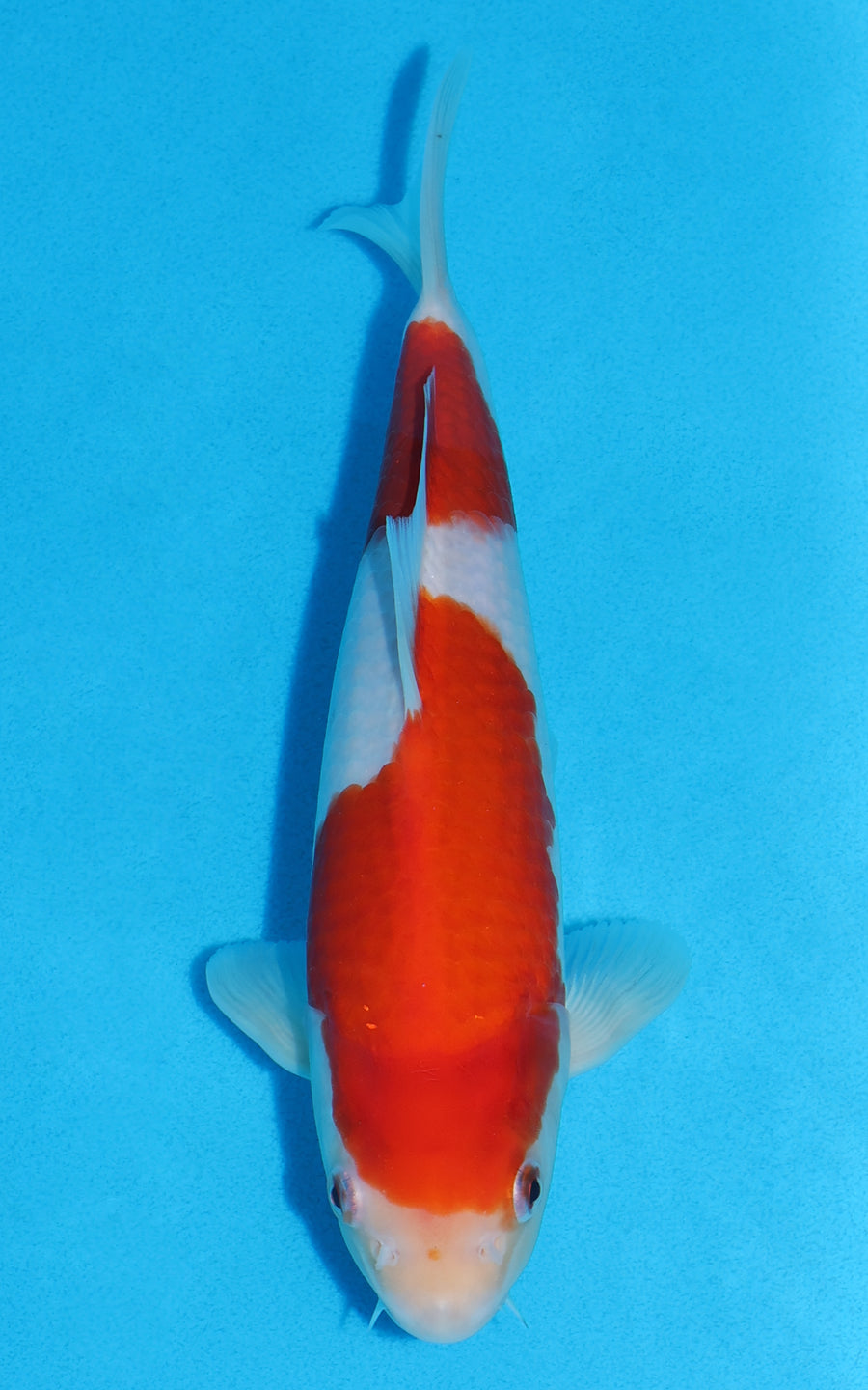 Kohaku - 28cm REF:19393