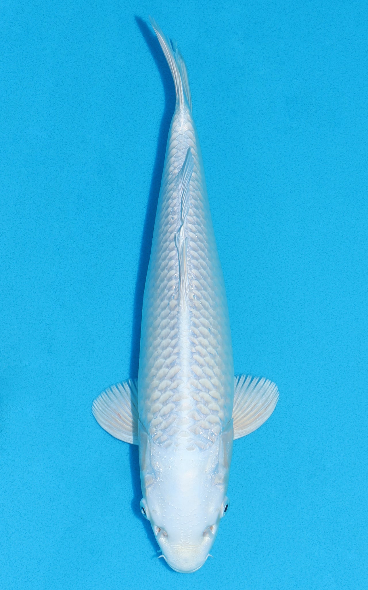 Platinum Ogon - 30cm REF:19394