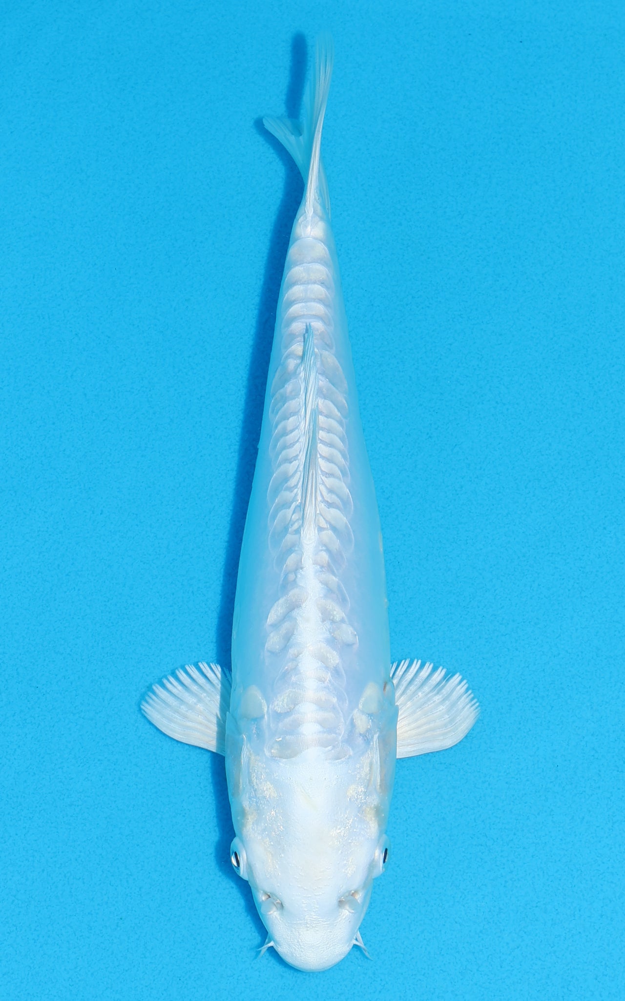 Doitsu Platinum Ogon - 27cm REF:13307