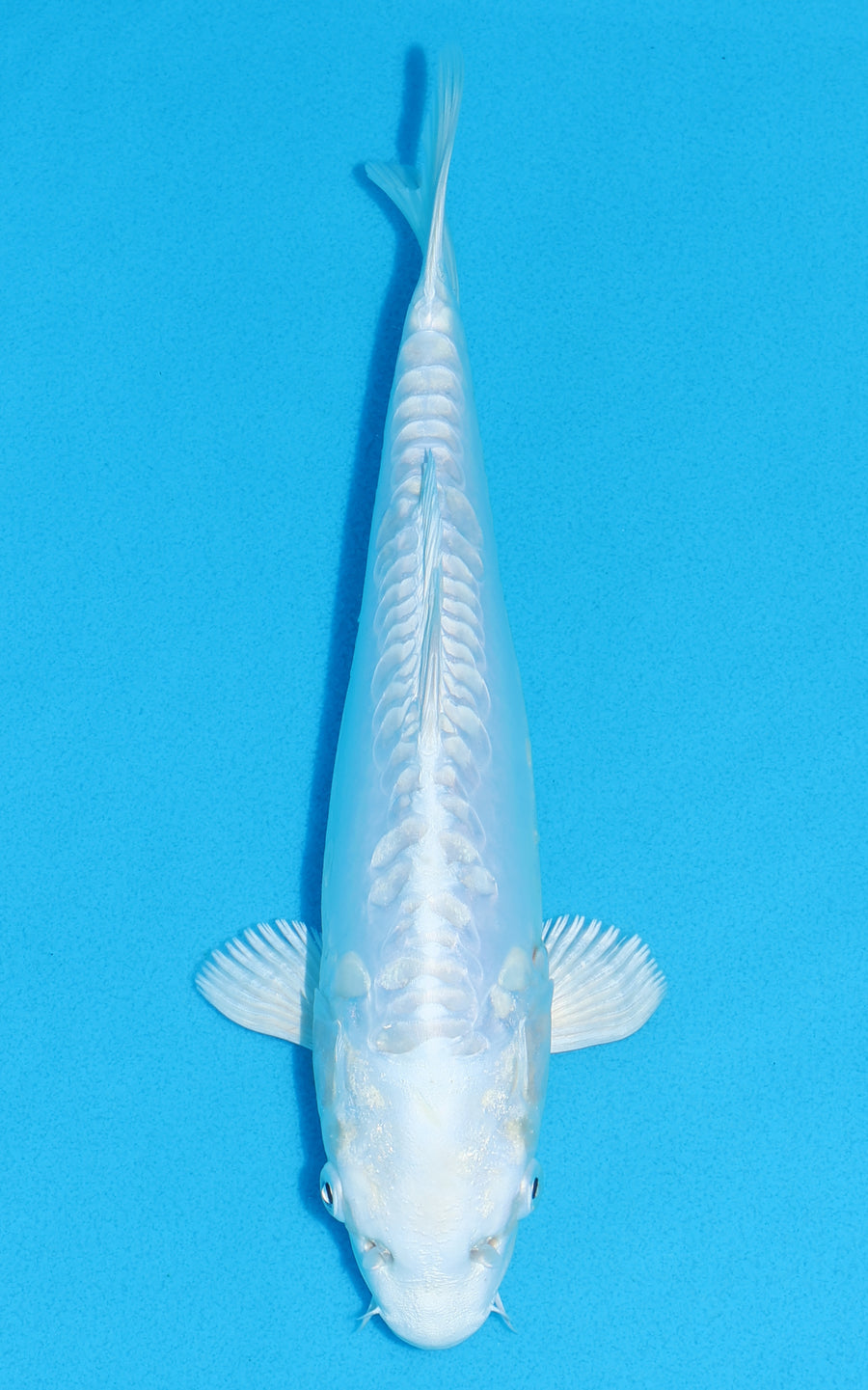 Doitsu Platinum Ogon - 27cm REF:13307