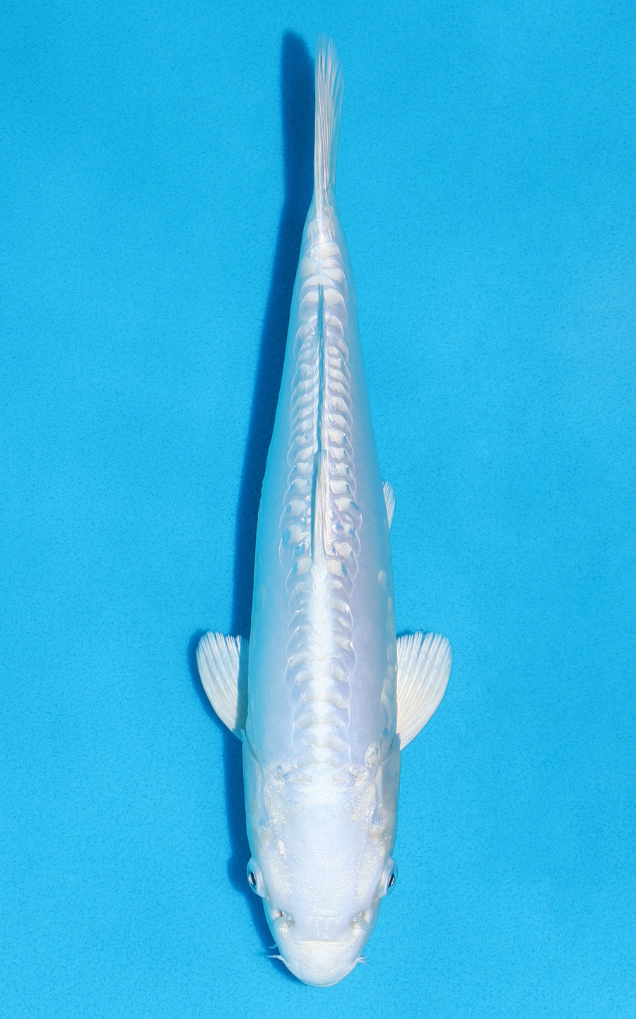 Doitsu Platinum Ogon - 29cm REF:19399