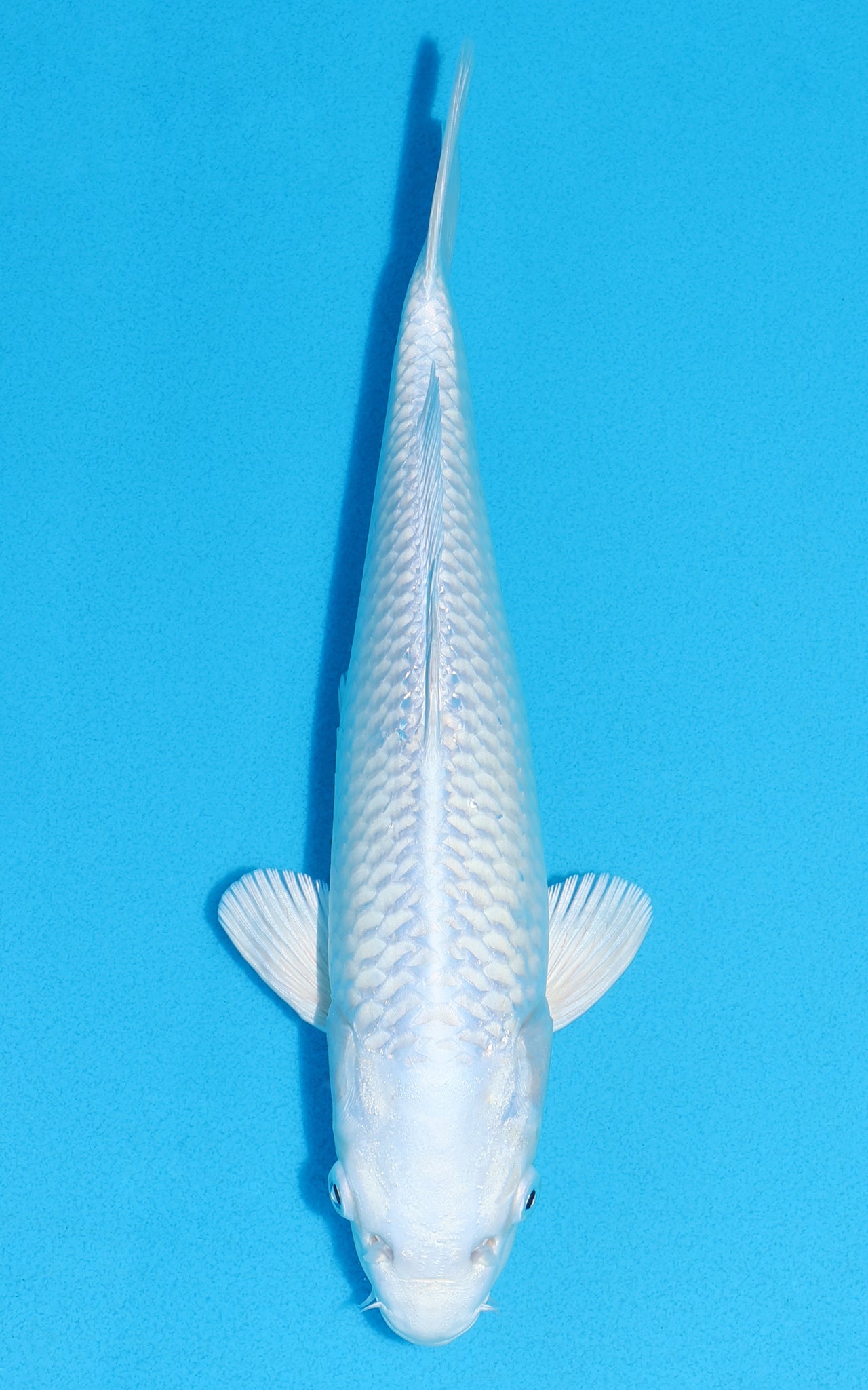 Platinum Ogon - 28cm REF:19400