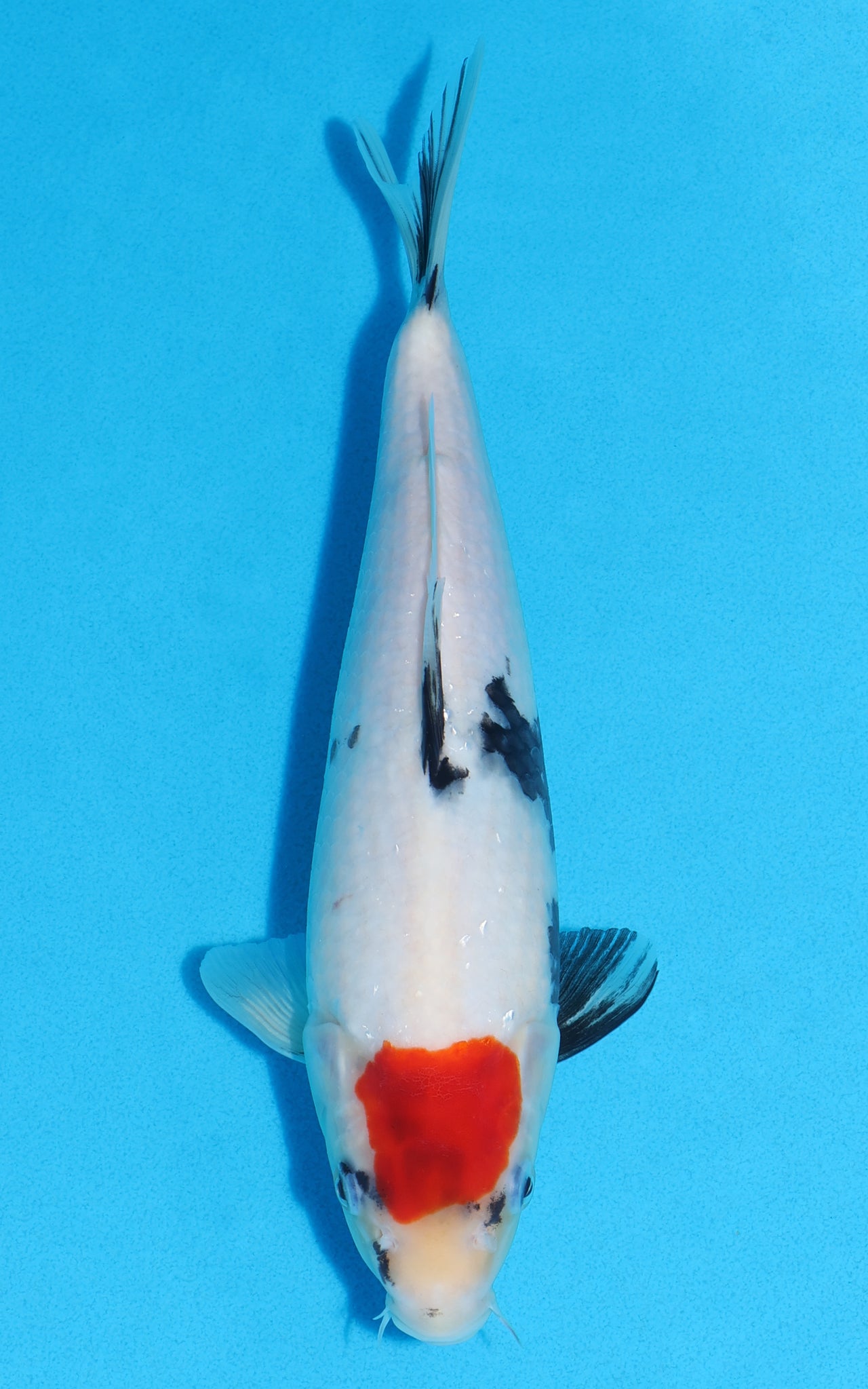 Tancho Showa - 29cm REF:19401