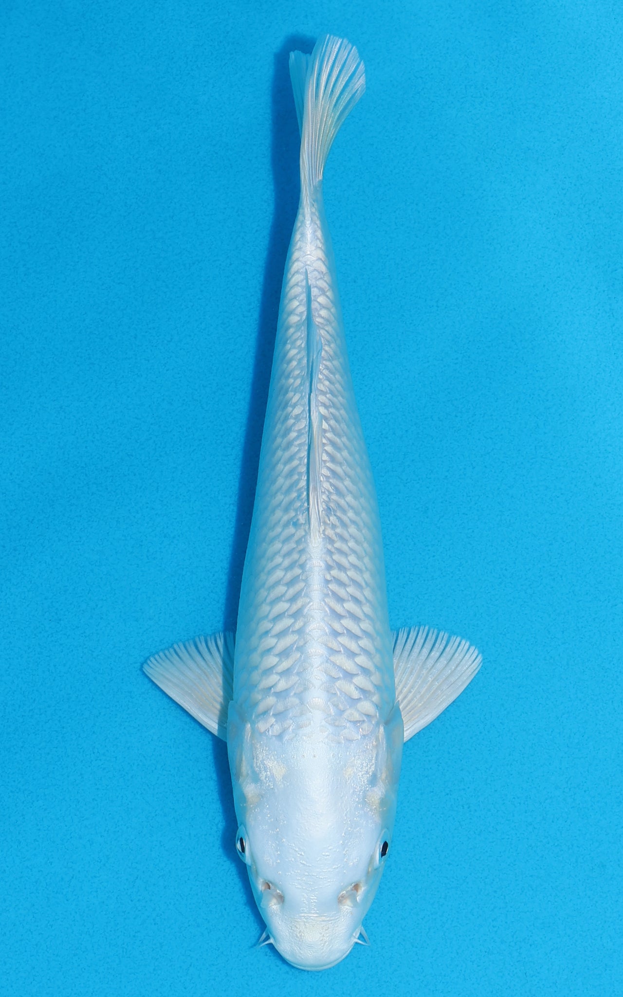 Platinum Ogon - 29cm REF:19404