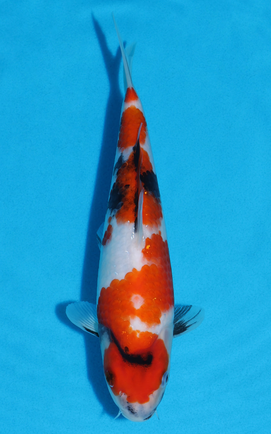 Showa - 26cm REF:19407