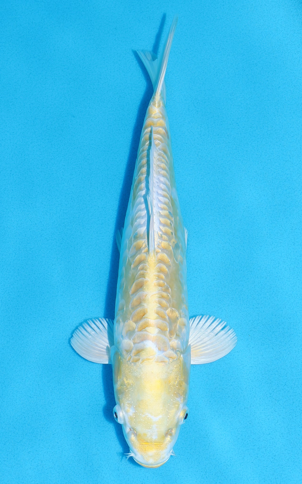 Aragoke Lemon Hariwake - 28cm REF:13308