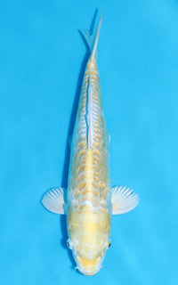 Thumbnail for Aragoke Lemon Hariwake - 28cm REF:13308